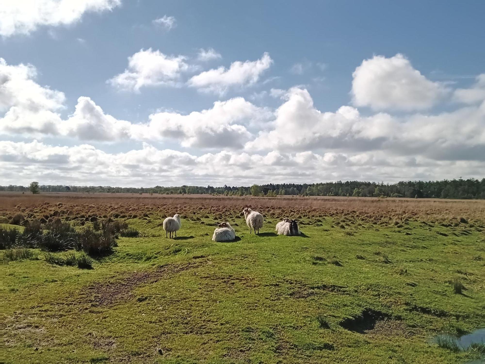 Ruim Huisje Op Een Prachtige Plek Hemrik Bagian luar foto